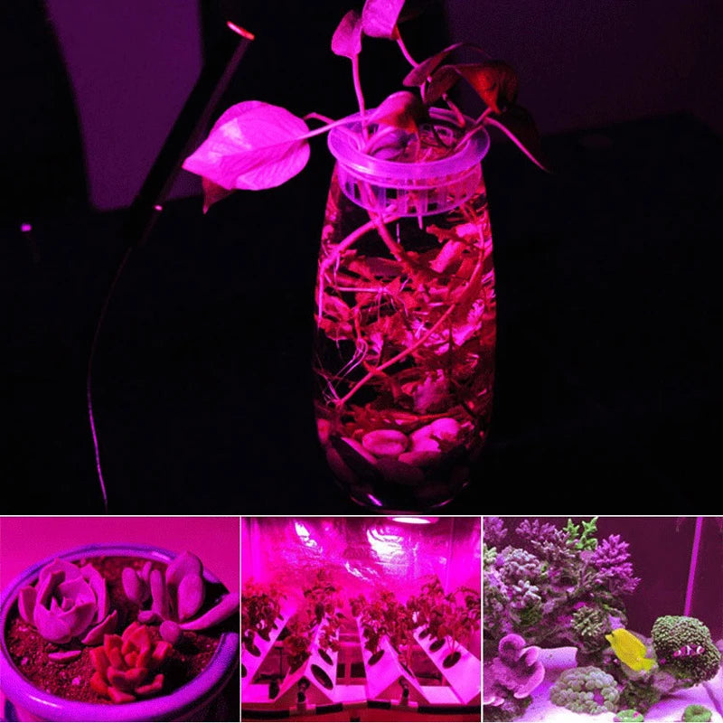 LED Grow COB Chip Phyto Lamp Full Spectrum AC220V 10W 20W 30W 50W For Indoor Plant Seedling Grow and Flower Growth Lighting