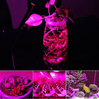 LED Grow COB Chip Phyto Lamp Full Spectrum AC220V 10W 20W 30W 50W For Indoor Plant Seedling Grow and Flower Growth Lighting