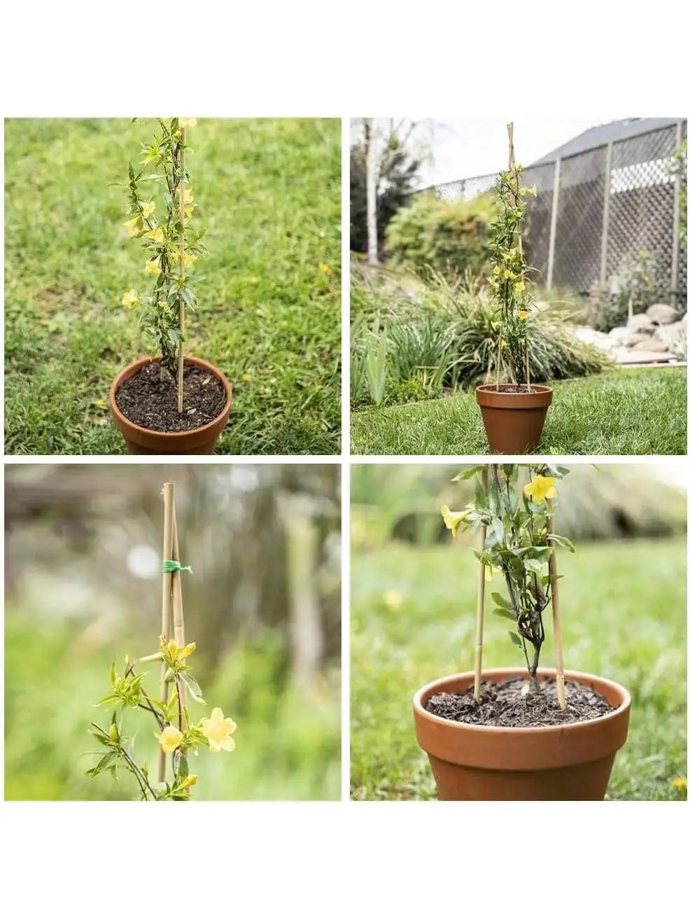 Natural Bamboo Garden Stakes for Climbing Plants