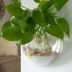 1Pc Free Punching Hydroponics Planter Home Decoration Pot Wall Hanging Mount Bubble Aquarium Bowl Fish Tank Aquarium Home Mini