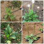 Garden Hoe Agricultural Supplies Weeds Tool Gardening Tools Utensils Hand Herbicide Weed Teacher Farming Farm Accessories