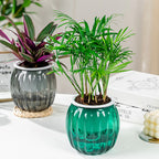 Clear Self Watering Planters Pots Modern Transparent Plants Care Pots for Garden Enthusiast Lover Gift