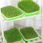 Hydroponic Microgreens Sprouter Tray Seed Sprouting Plates Wheatgrass Grower Nursery Trays for Home Garden Soilless System