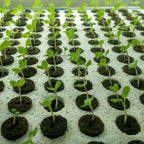 50pcs Seed Root Growth Sponges Soilless Growing Seedling Growth Helper Seed Starter Plugs for Hydroponic Flowers Plants