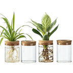 Plant Propagation Station,Hydroponic Acrylic Container Vase Planter Jars for Desks, Houses, Home Garden Decorations and Gifts