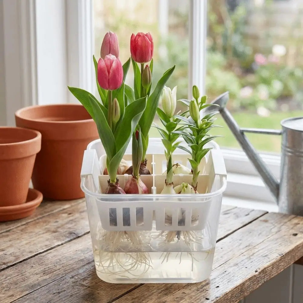 4 Grids Hydroponics Nursery Pots Planter Containers Clear Tulip Bulb Planter Plastic Square Planting Basket Indoor Gardening