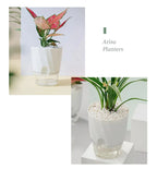 Clear Watering Pot Automatic Watering Planter Lazy Planter pot self Watering Container Lazy Flower Pot White Fully Transparent