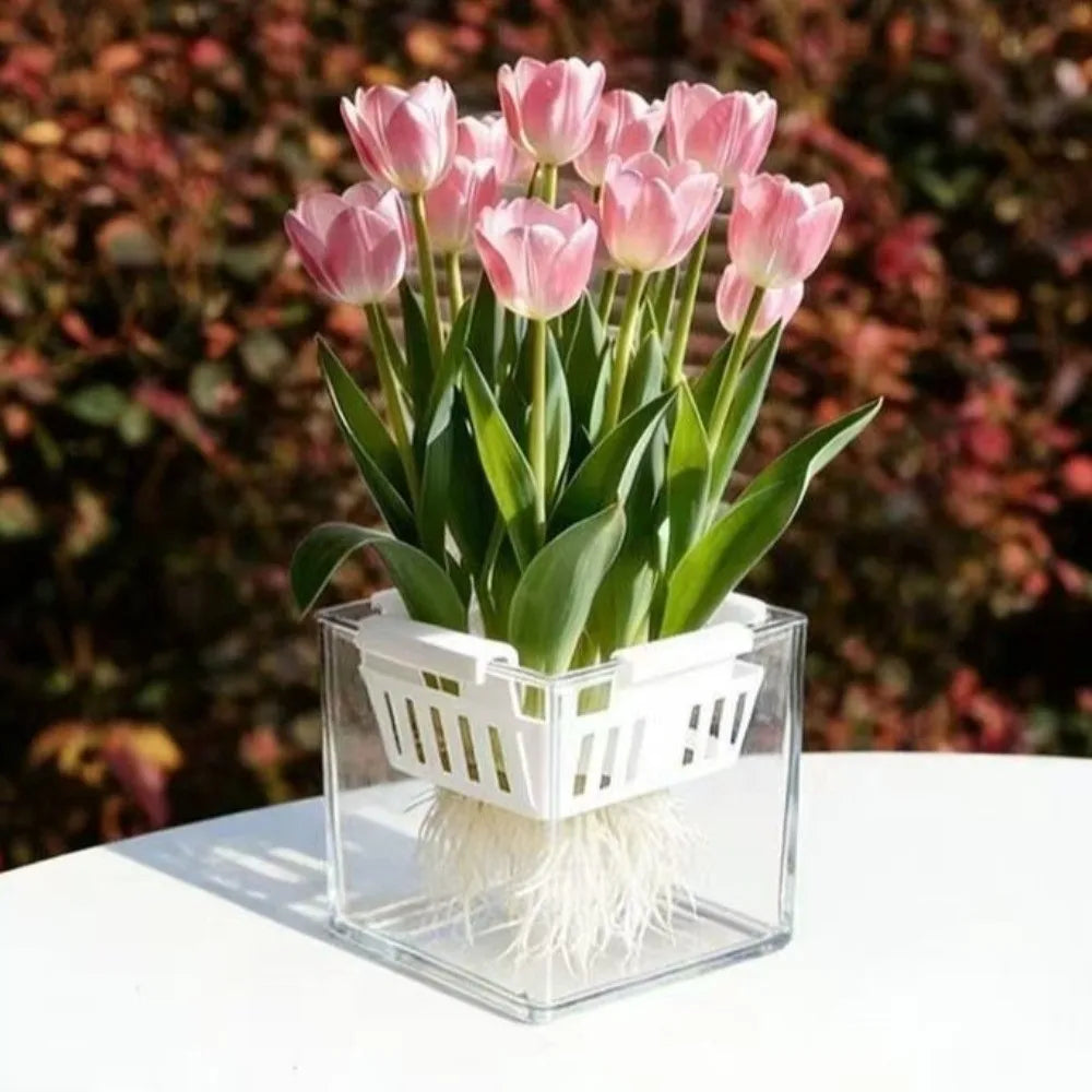4 Grids Hydroponics Nursery Pots Planter Containers Clear Tulip Bulb Planter Plastic Square Planting Basket Indoor Gardening