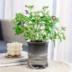 Transparent Double Layer Self Watering Planter Lazy Hydroponic Flower Pot Office Plastic Plant Container