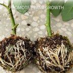 Propagation Ball Air Layering Pods Grafting Case For Fruit Tree Potting Substrate Care Indoor Gardening Aquaponics Hydroponics