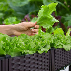 Elevated Raised Garden Bed with Legs Plastic Planter Box with Drainage Holes for Flowers Herbs Gardening Balcony Vegetable Pot