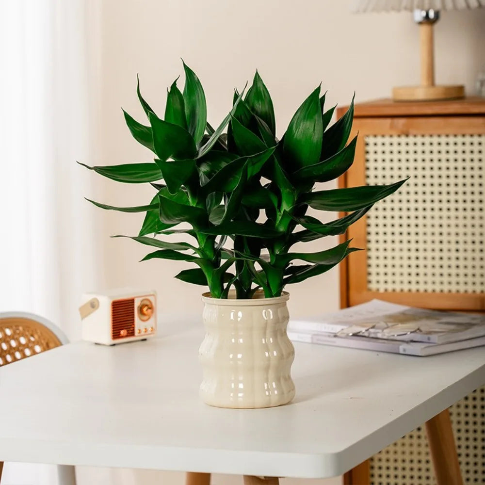 Creative Self Watering Hydroponic Plants Pot Removable Plastic Flowerpot Transparent Mini Succulent Planter Tabletop Vase