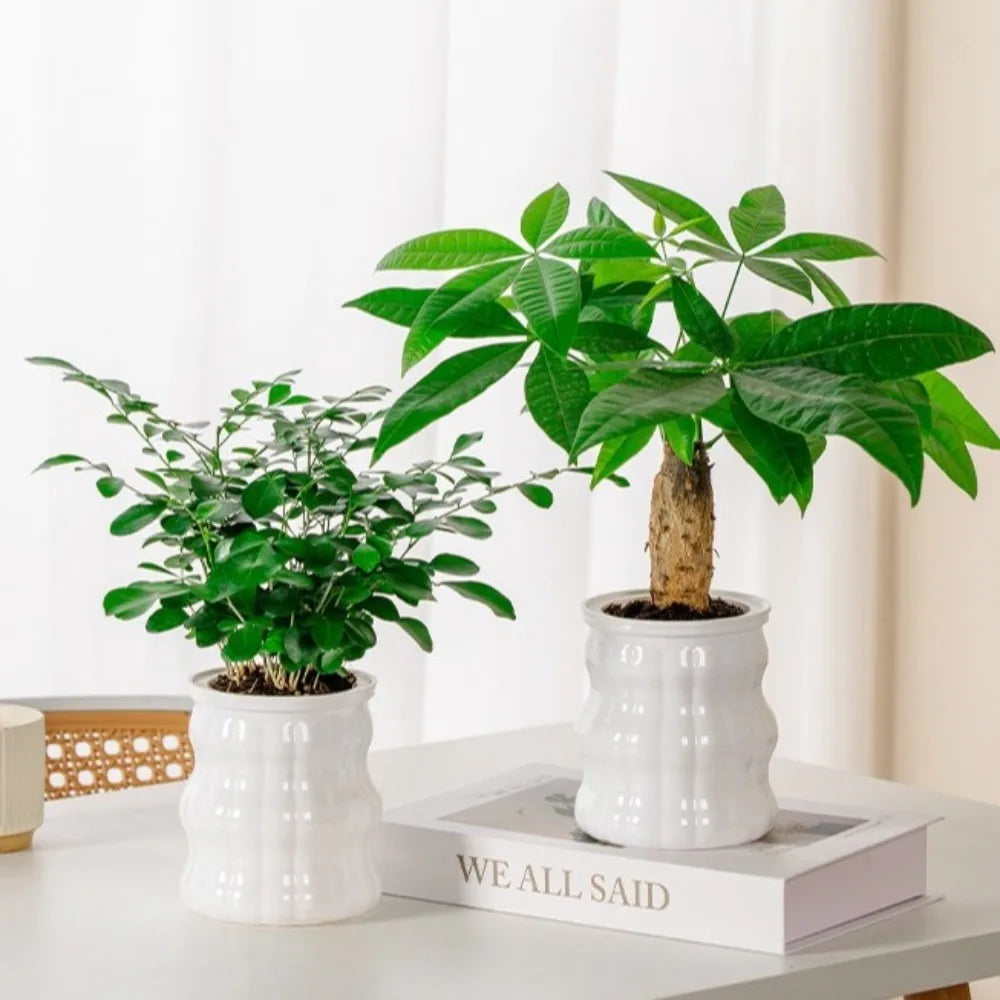 Creative Self Watering Hydroponic Plants Pot Removable Plastic Flowerpot Transparent Mini Succulent Planter Tabletop Vase
