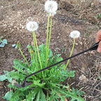 Garden Hoe Agricultural Supplies Weeds Tool Gardening Tools Utensils Hand Herbicide Weed Teacher Farming Farm Accessories