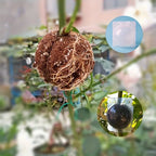 10pcs Plant Propagation Box Set High-Pressure Grafting, Cutting, and Rooting Kit for Tree Branches with Pressure Balls