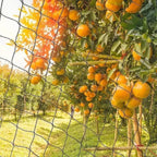 5/10M Garden Protect Netting Anti Birds Net Animals Deer Fencing Mesh for Fruits Trees Plants Stretch Durable Pest Barrier 그물망