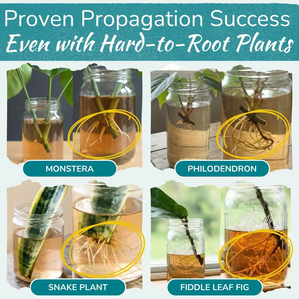 Rapid Plant Rooting Liquid Hormone Fast Propagation Solution Promote Strong Root Growth Fertilizer for Indoor Houseplants Care