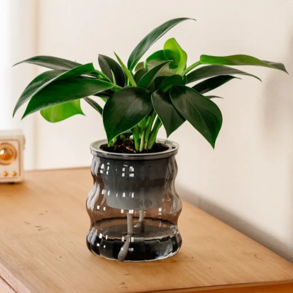 Creative Self Watering Hydroponic Plants Pot Removable Plastic Flowerpot Transparent Mini Succulent Planter Tabletop Vase