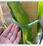 10m Reusable Nylon Plant Ties Green Garden Plant Bandage Cable Ties Self Adhesive Plant Fastener Tape for Plants Garden Home