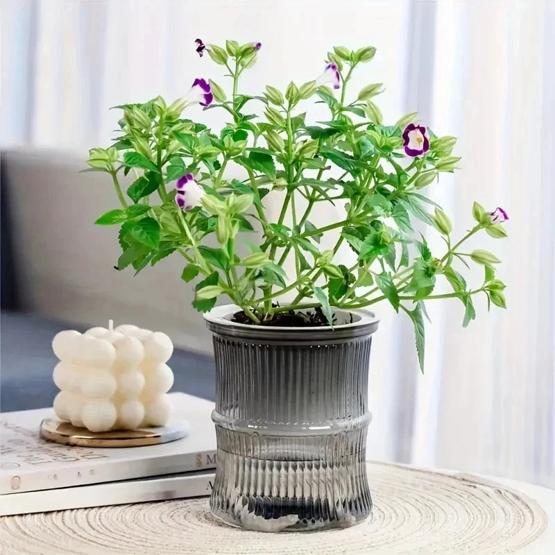 Transparent Double Layer Self Watering Planter Lazy Hydroponic Flower Pot Office Plastic Plant Container