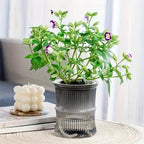 Transparent Double Layer Self Watering Planter Lazy Hydroponic Flower Pot Office Plastic Plant Container