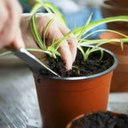 75Pcs Flexible Plant Nursery Pots Seed Starting Pots Plastic Flower Plant Container for Succulents Seedlings Cuttings Transplant