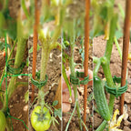 100 PCS Plant Support Clips Plastic Ties Trellis Stake Clips Garden Veggie Tomato Greenhouse Holder For Garden Tools Accessories