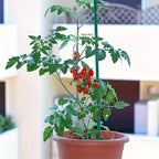 10-Piece Plastic Plant Support Stakes for Indoor Gardening