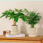 Creative Self Watering Hydroponic Plants Pot Removable Plastic Flowerpot Transparent Mini Succulent Planter Tabletop Vase