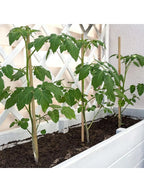 Natural Bamboo Garden Stakes for Climbing Plants