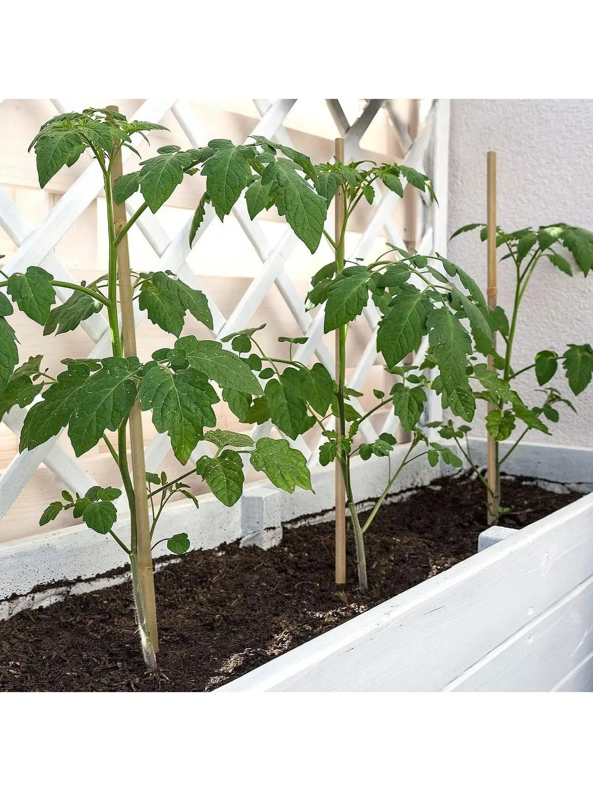 Natural Bamboo Garden Stakes for Climbing Plants