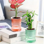 Transparent Double Layer Self Watering Planter Lazy Hydroponic Flower Pot Office Plastic Plant Container