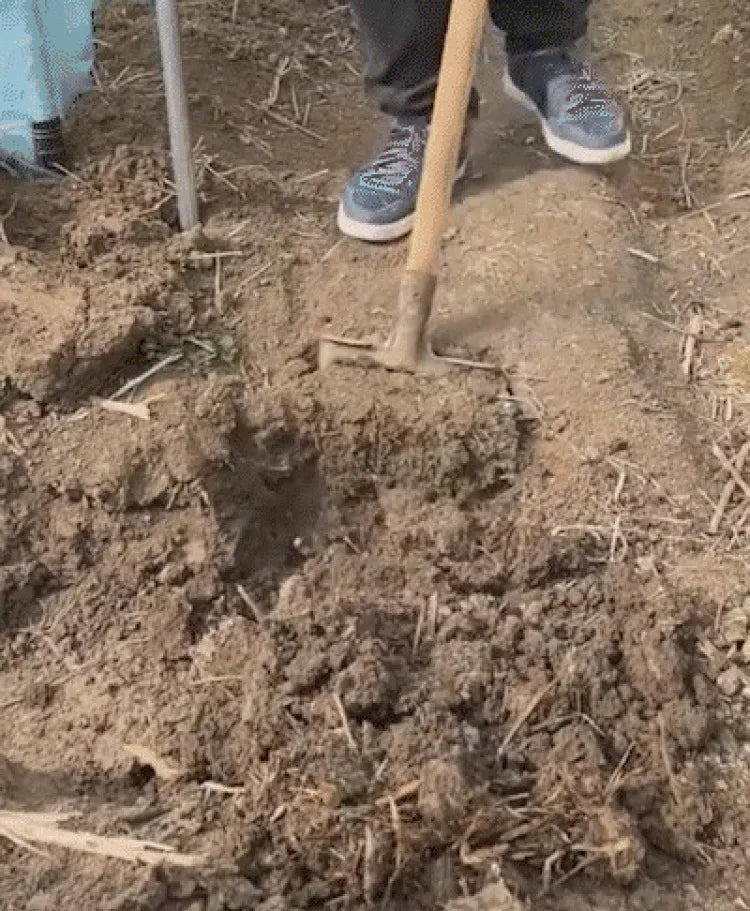 Agricultural Loose Soil Fork Fourtooth Manganese steel farming tools loosening and clearing Manual Garden Soil Turning Artifact