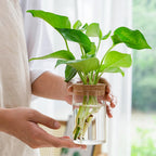 Plant Propagation Station,Hydroponic Acrylic Container Vase Planter Jars for Desks, Houses, Home Garden Decorations and Gifts