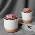 Round Cactus Succulent Plants Garden Supply Self Watering Flower Pot With Drainage Hole Flower Containers Indoor Orchid Pots