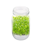 16/32oz Sprouting Jars with Screen Lids Sprouts Growing Kit Wide Mouth Mason Jar Seed Germination Kit Indoor Sprouter Set