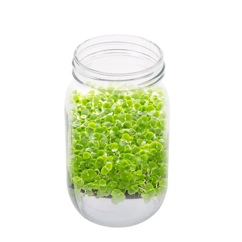 16/32oz Sprouting Jars with Screen Lids Sprouts Growing Kit Wide Mouth Mason Jar Seed Germination Kit Indoor Sprouter Set