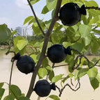 Propagation Ball Air Layering Pods Grafting Case For Fruit Tree Potting Substrate Care Indoor Gardening Aquaponics Hydroponics