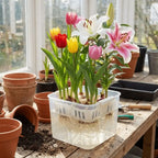 4 Grids Hydroponics Nursery Pots Planter Containers Clear Tulip Bulb Planter Plastic Square Planting Basket Indoor Gardening