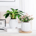 Clear Self Watering Planters Pots Modern Transparent Plants Care Pots for Garden Enthusiast Lover Gift