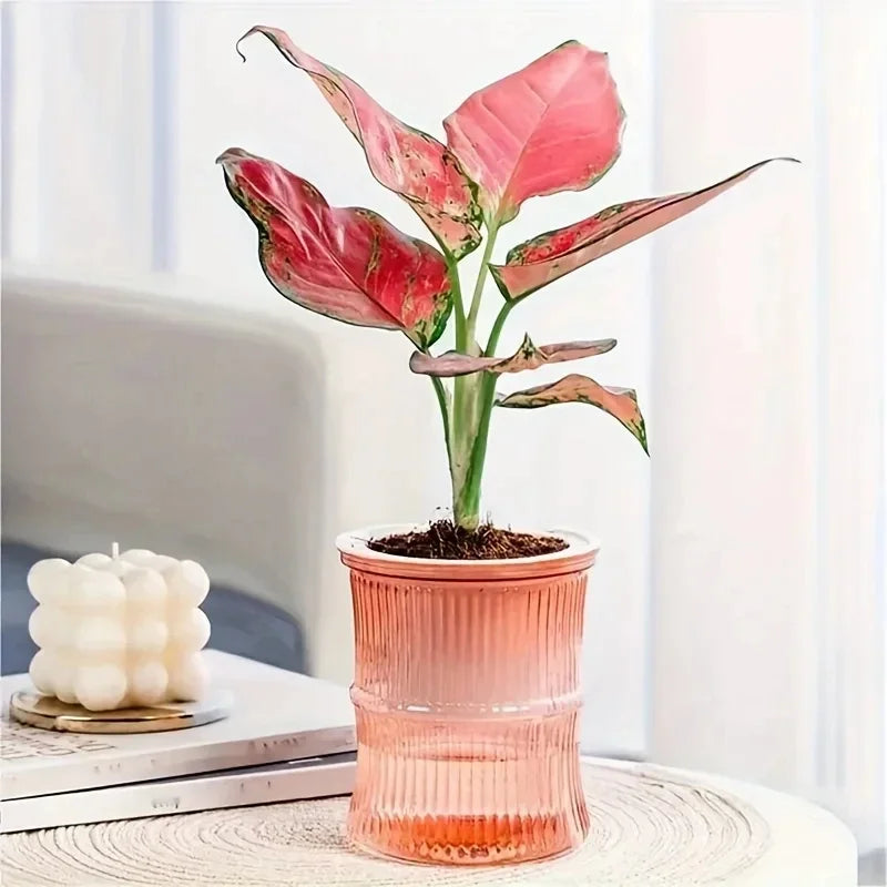 Transparent Double Layer Self Watering Planter Lazy Hydroponic Flower Pot Office Plastic Plant Container