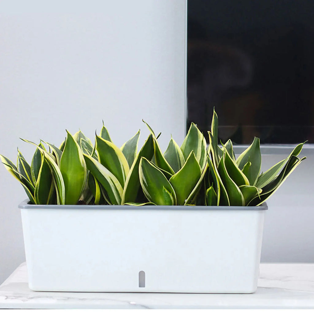Self-Watering Planter Pots with Handy Water Level Indicator Gift for Friends Families Neighbors