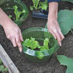 Plants Slug Protection Rings Vegetables Cover Plant Snail Collar Guard Green Planter Flower Pot Pest Control Trapper Garden Tool