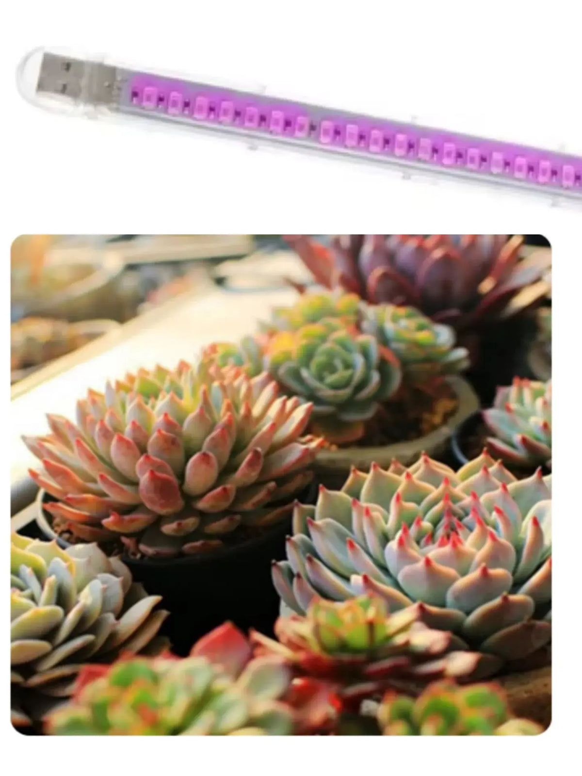 Portable USB LED grow light bar with purple spectrum lighting illuminating a collection of potted succulent plants.