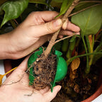 Plant Rooting Ball Gardening Supplies High Pressure Propagation Root Growing Box Cutting Grafting Ball Breeding Equipment TMZ