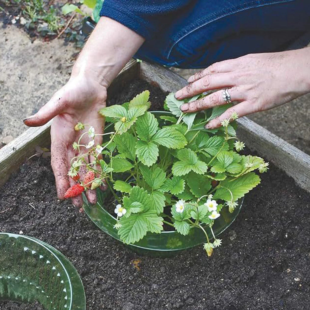 Plants Slug Protection Rings Vegetables Cover Plant Snail Collar Guard Green Planter Flower Pot Pest Control Trapper Garden Tool