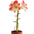 Metal Monstera Plant Support Stake, 32 cm (12.6 in)