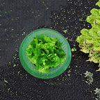 Plants Slug Protection Rings Vegetables Cover Plant Snail Collar Guard Green Planter Flower Pot Pest Control Trapper Garden Tool