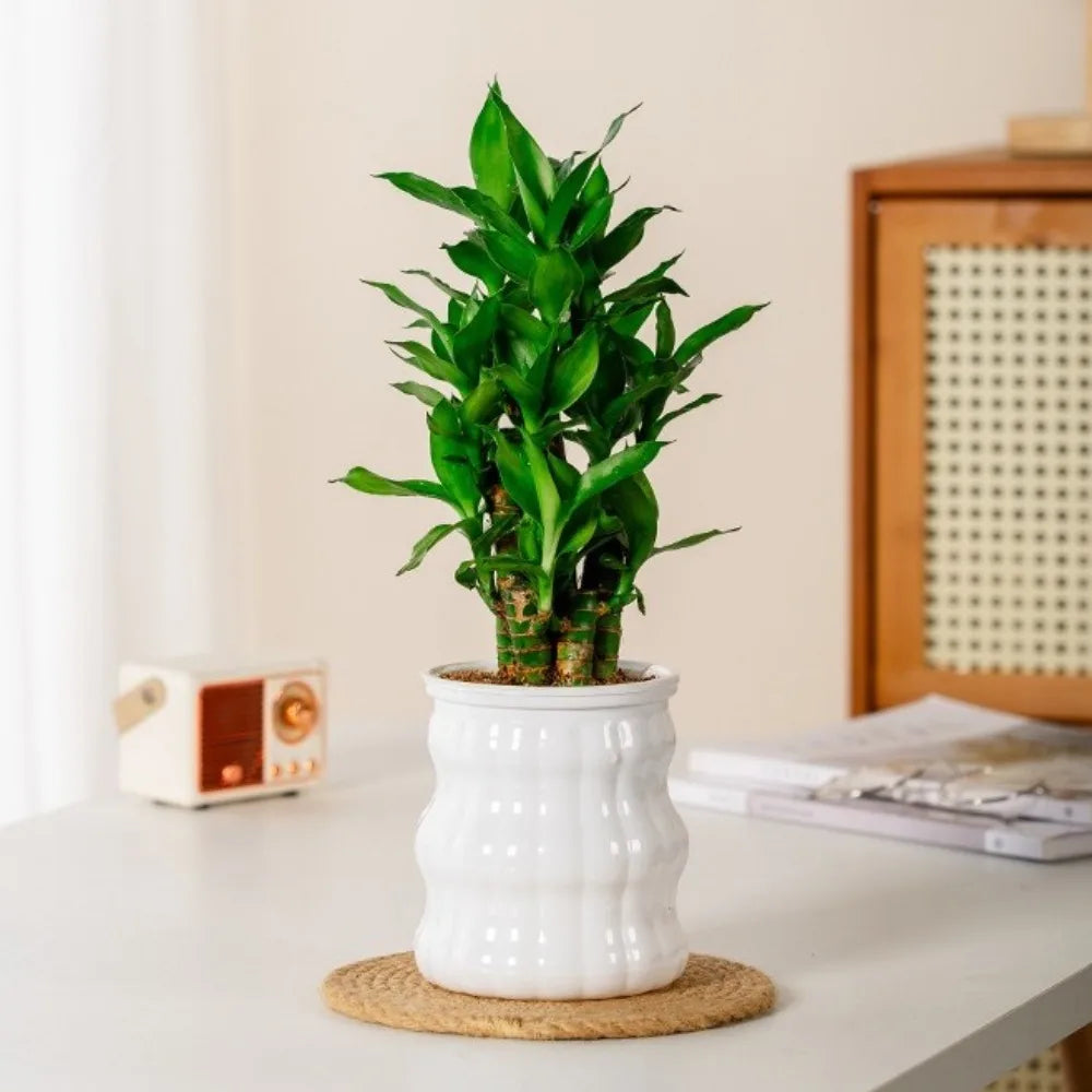 Creative Self Watering Hydroponic Plants Pot Removable Plastic Flowerpot Transparent Mini Succulent Planter Tabletop Vase