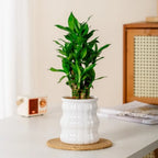 Creative Self Watering Hydroponic Plants Pot Removable Plastic Flowerpot Transparent Mini Succulent Planter Tabletop Vase